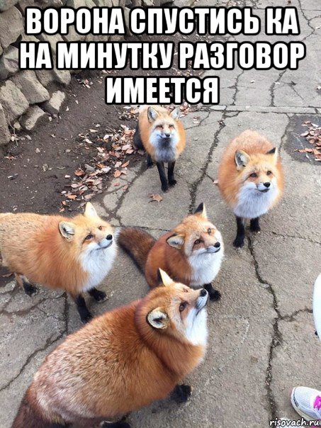 ворона спустись ка на минутку разговор имеется , Мем Лисы