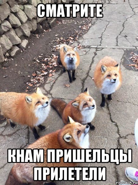 сматрите кнам пришельцы прилетели, Мем Лисы