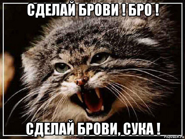 сделай брови ! бро ! сделай брови, сука !
