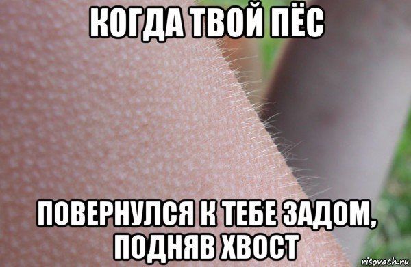 когда твой пёс повернулся к тебе задом, подняв хвост