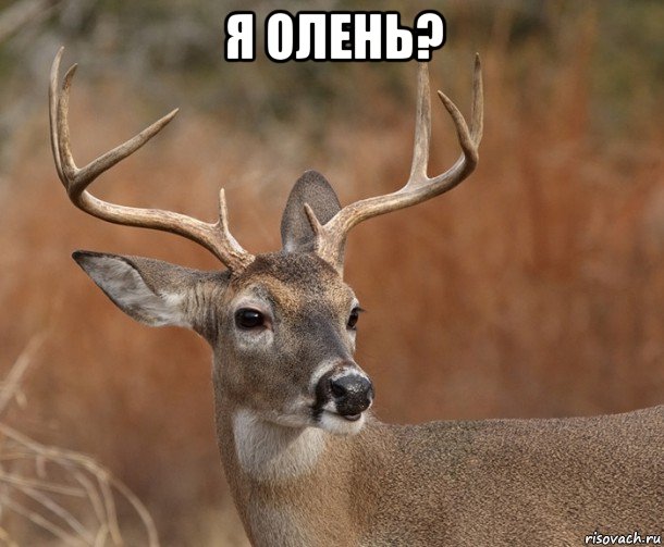 я олень? , Мем  Наивный Олень v2