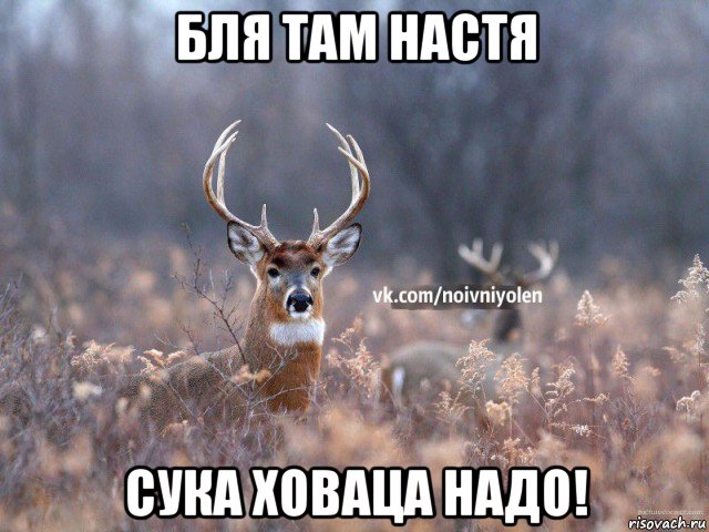 бля там настя сука ховаца надо!, Мем Наивный Олень vk