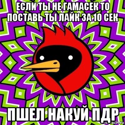 если ты не гамасек то поставь ты лайк за 10 сек пшел накуй пдр, Мем Омская птица