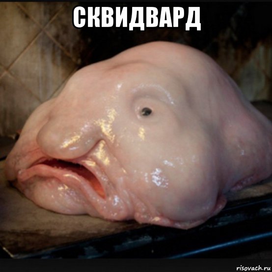 сквидвард 