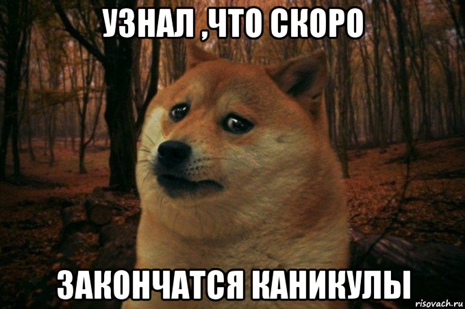 узнал ,что скоро закончатся каникулы, Мем SAD DOGE