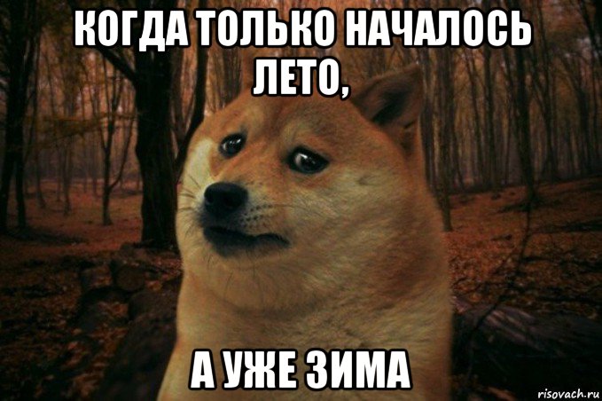 когда только началось лето, а уже зима, Мем SAD DOGE