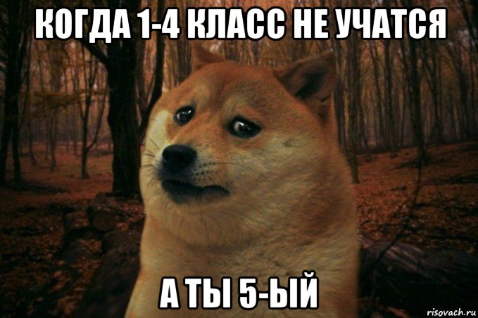 когда 1-4 класс не учатся а ты 5-ый, Мем SAD DOGE