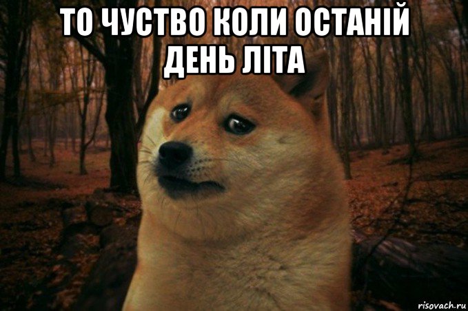 то чуство коли останій день літа , Мем SAD DOGE