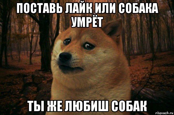 поставь лайк или собака умрёт ты же любиш собак, Мем SAD DOGE