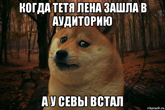 когда тетя лена зашла в аудиторию а у севы встал, Мем SAD DOGE