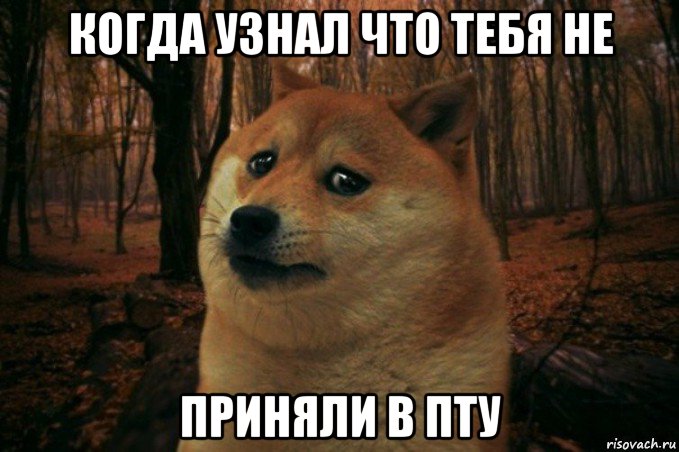 когда узнал что тебя не приняли в пту, Мем SAD DOGE