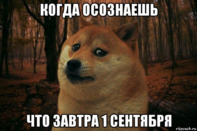 когда осознаешь что завтра 1 сентября, Мем SAD DOGE