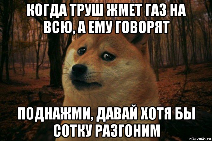 когда труш жмет газ на всю, а ему говорят поднажми, давай хотя бы сотку разгоним, Мем SAD DOGE