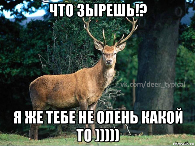 что зырешь!? я же тебе не олень какой то ))))), Мем Паблик Типичный олень