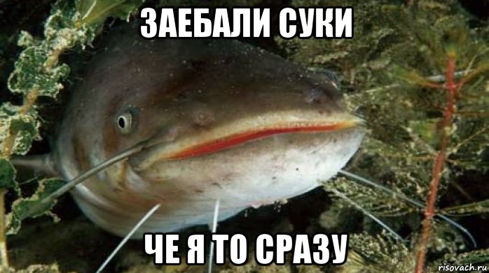 заебали суки че я то сразу, Мем Сома
