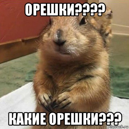 орешки???? какие орешки???, Мем Суслик спрашивает