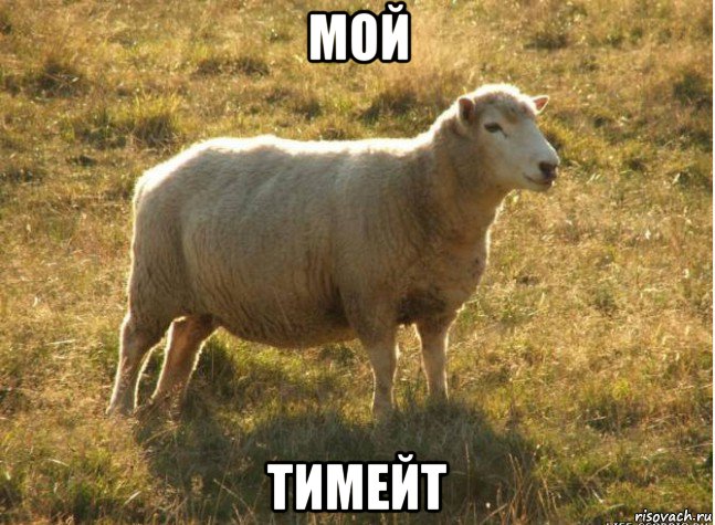 мой тимейт, Мем Типичная овца