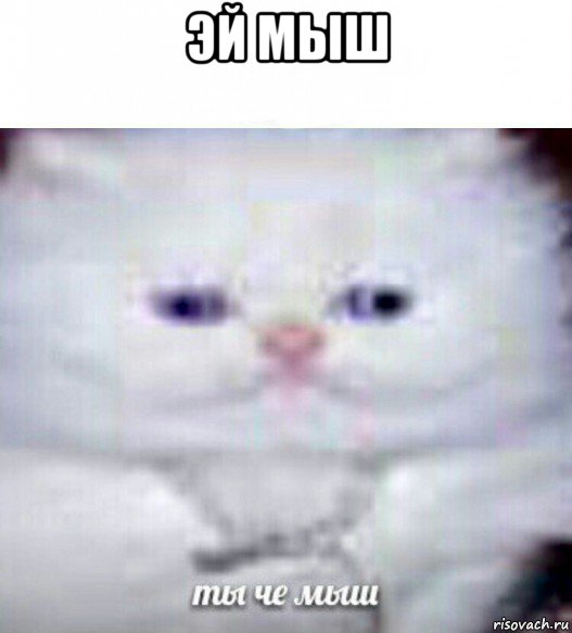 эй мыш , Мем Ты че мыш