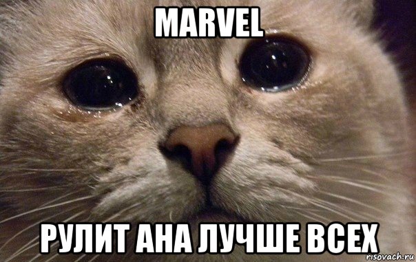 marvel рулит ана лучше всех, Мем   В мире грустит один котик