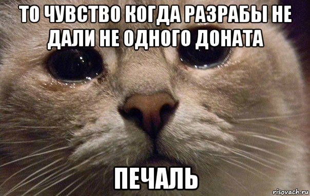 то чувство когда разрабы не дали не одного доната печаль, Мем   В мире грустит один котик