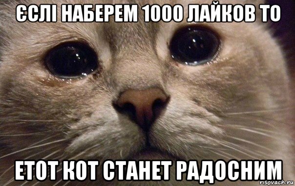 єслі наберем 1000 лайков то етот кот станет радосним, Мем   В мире грустит один котик