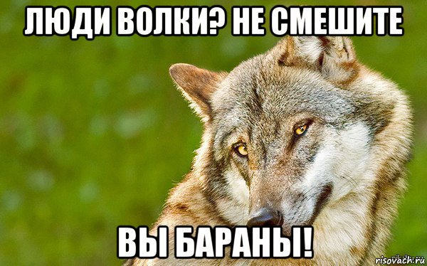 люди волки? не смешите вы бараны!, Мем   Volf