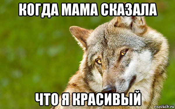 когда мама сказала что я красивый, Мем   Volf