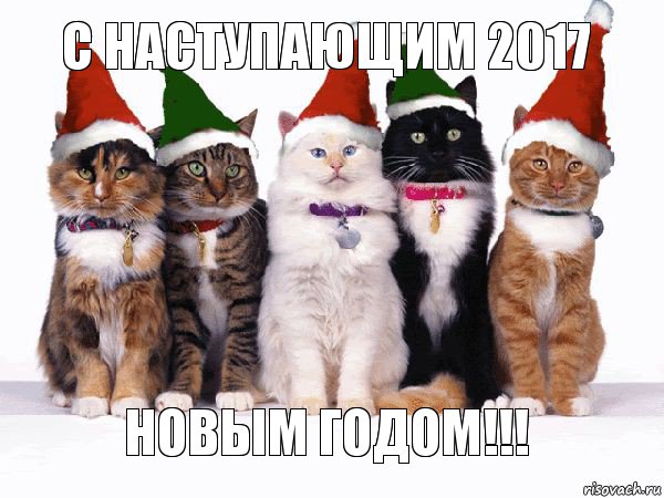 С НАСТУПАЮЩИМ 2017 НОВЫМ ГОДОМ!!!, Комикс Новогодние коты