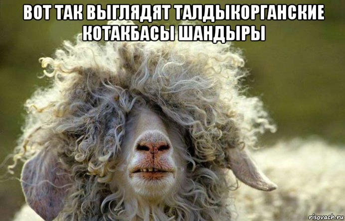 вот так выглядят талдыкорганские котакбасы шандыры 