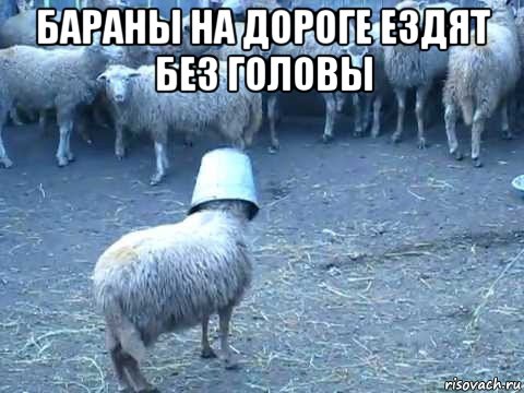 бараны на дороге ездят без головы 