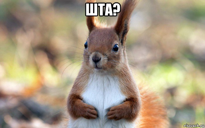 шта? 