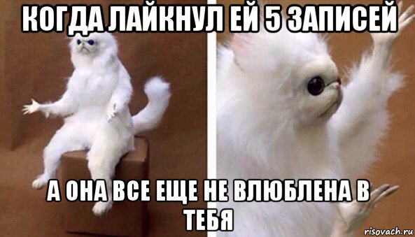 когда лайкнул ей 5 записей а она все еще не влюблена в тебя, Мем Чучело кота