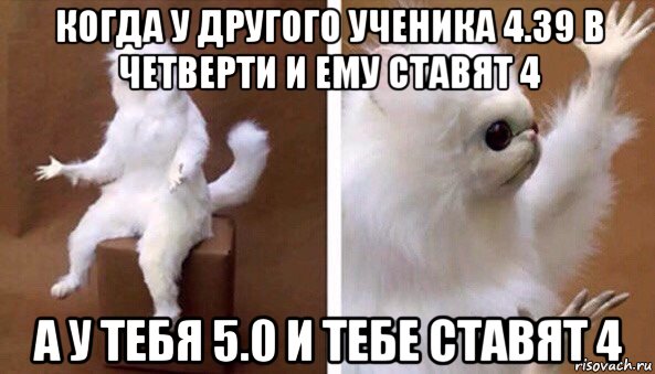 когда у другого ученика 4.39 в четверти и ему ставят 4 а у тебя 5.0 и тебе ставят 4, Мем Чучело кота