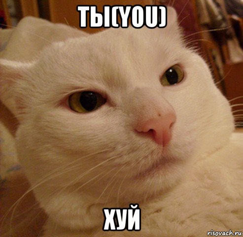 ты(you) хуй, Мем Дерзкий котэ