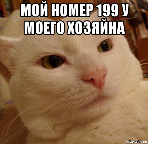 мой номер 199 у моего хозяйна , Мем Дерзкий котэ