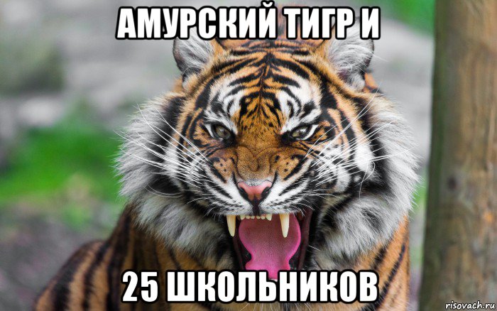амурский тигр и 25 школьников, Мем ДЕРЗКИЙ ТИГР