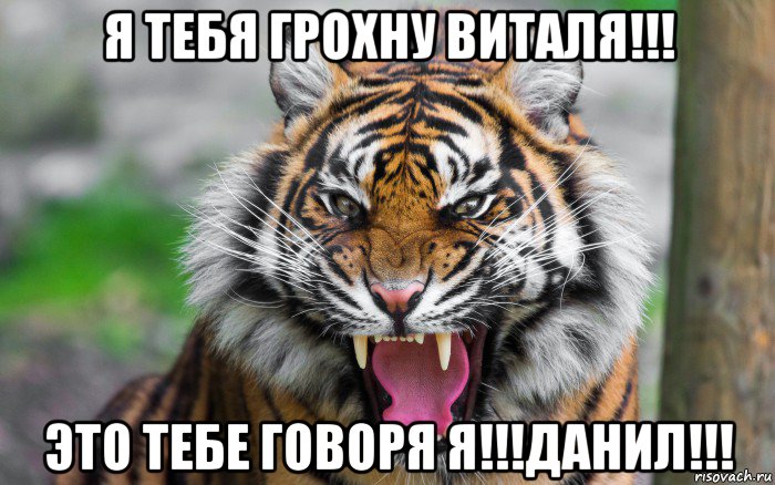 я тебя грохну виталя!!! это тебе говоря я!!!данил!!!, Мем ДЕРЗКИЙ ТИГР