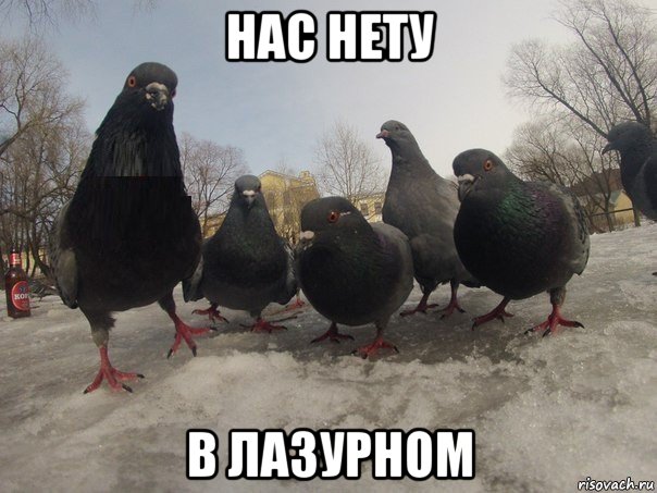 нас нету в лазурном, Мем голубь