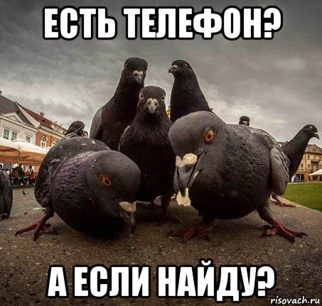есть телефон? а если найду?, Мем Голуби гопники