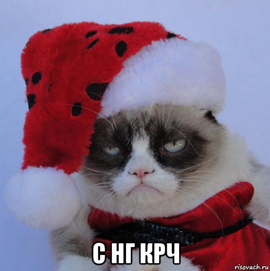  с нг крч, Мем Grumoy xmas cat