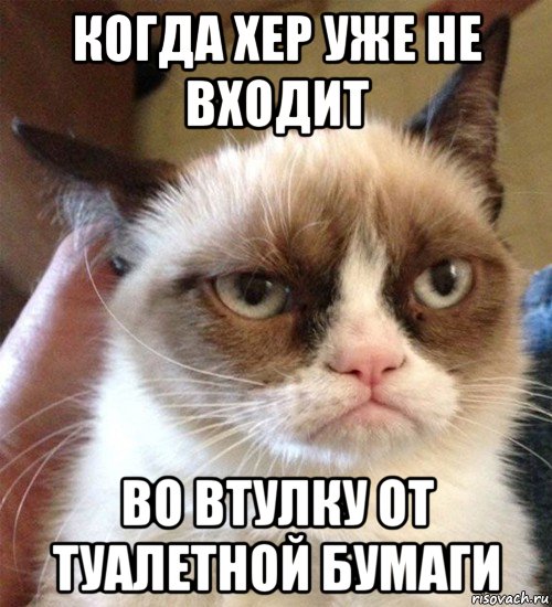 когда хер уже не входит во втулку от туалетной бумаги, Мем Грустный (сварливый) кот