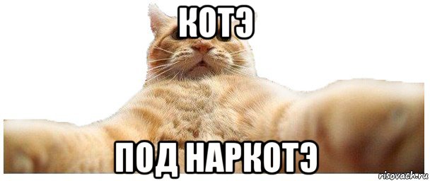 котэ под наркотэ, Мем   Кэтсвилл