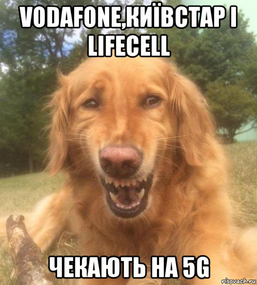 vodafone,київстар і lifecell чекають на 5g, Мем   Когда увидел что соседского кота отнесли в чебуречную