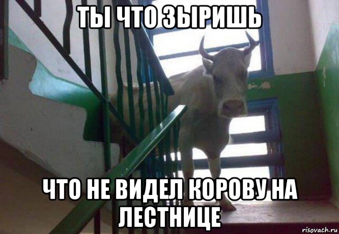 ты что зыришь что не видел корову на лестнице