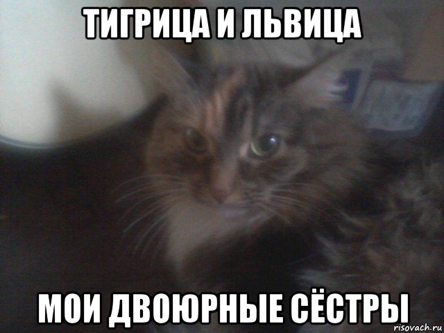 тигрица и львица мои двоюрные сёстры
