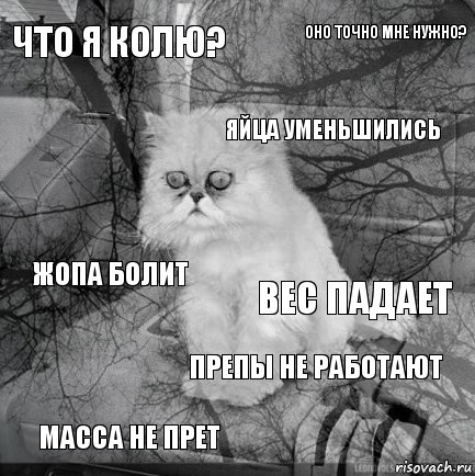 Что я колю? Вес падает Яйца уменьшились Масса не прет Жопа болит Оно точно мне нужно? Препы не работают   , Комикс  кот безысходность