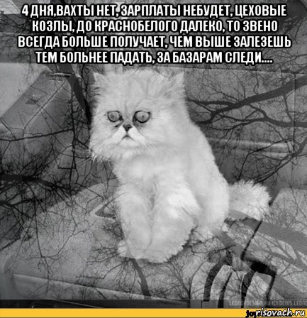 4 дня,вахты нет, зарплаты небудет, цеховые козлы, до краснобелого далеко, то звено всегда больше получает, чем выше залезешь тем больнее падать, за базарам следи.... , Мем Кот депрессия