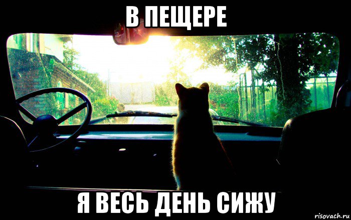 в пещере я весь день сижу, Мем кот в машине
