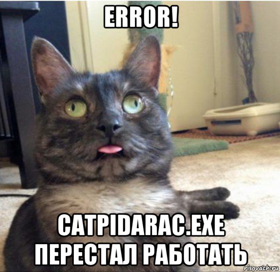 error! catpidarac.exe перестал работать, Мем   Кот завис