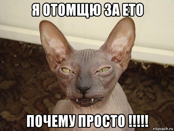 я отомщю за ето почему просто !!!!!, Мем  Злой котик